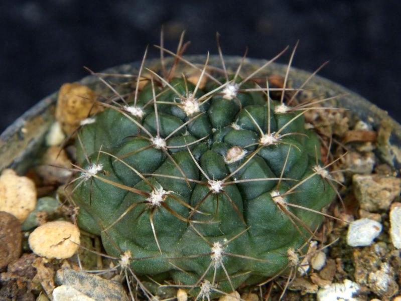 Sales plant (sample)